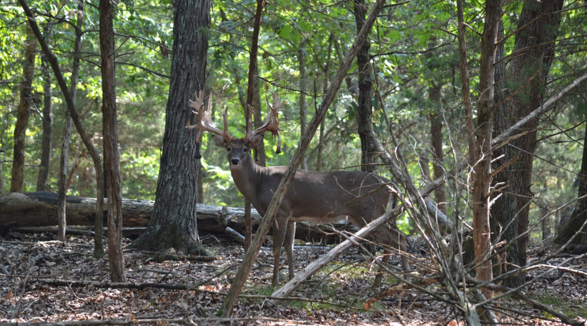 7 Things About Aging Whitetails