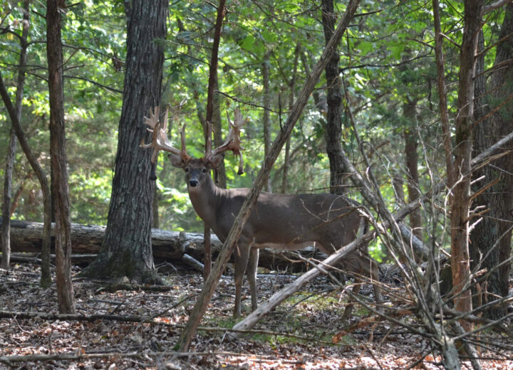 7 Things About Aging Whitetails
