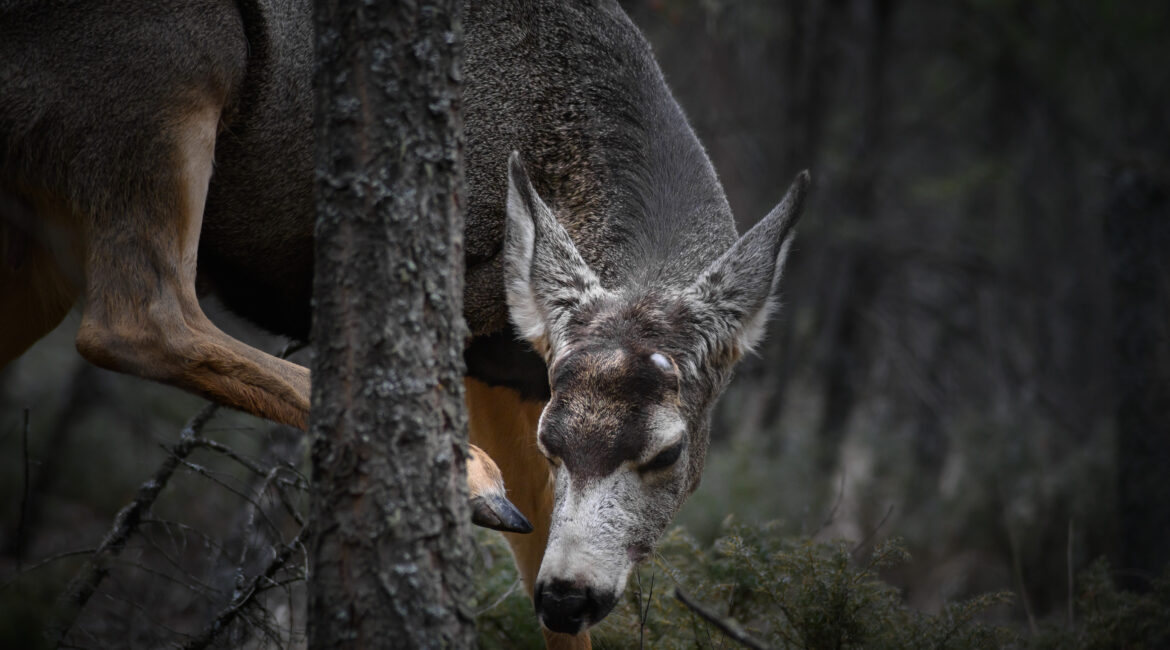 Missouri Whitetail Deer Drawn to Cedars