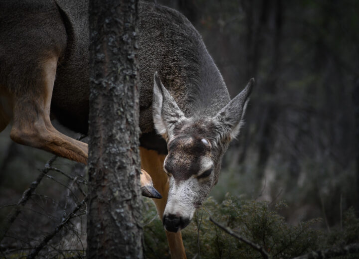 Missouri Whitetail Deer Drawn to Cedars