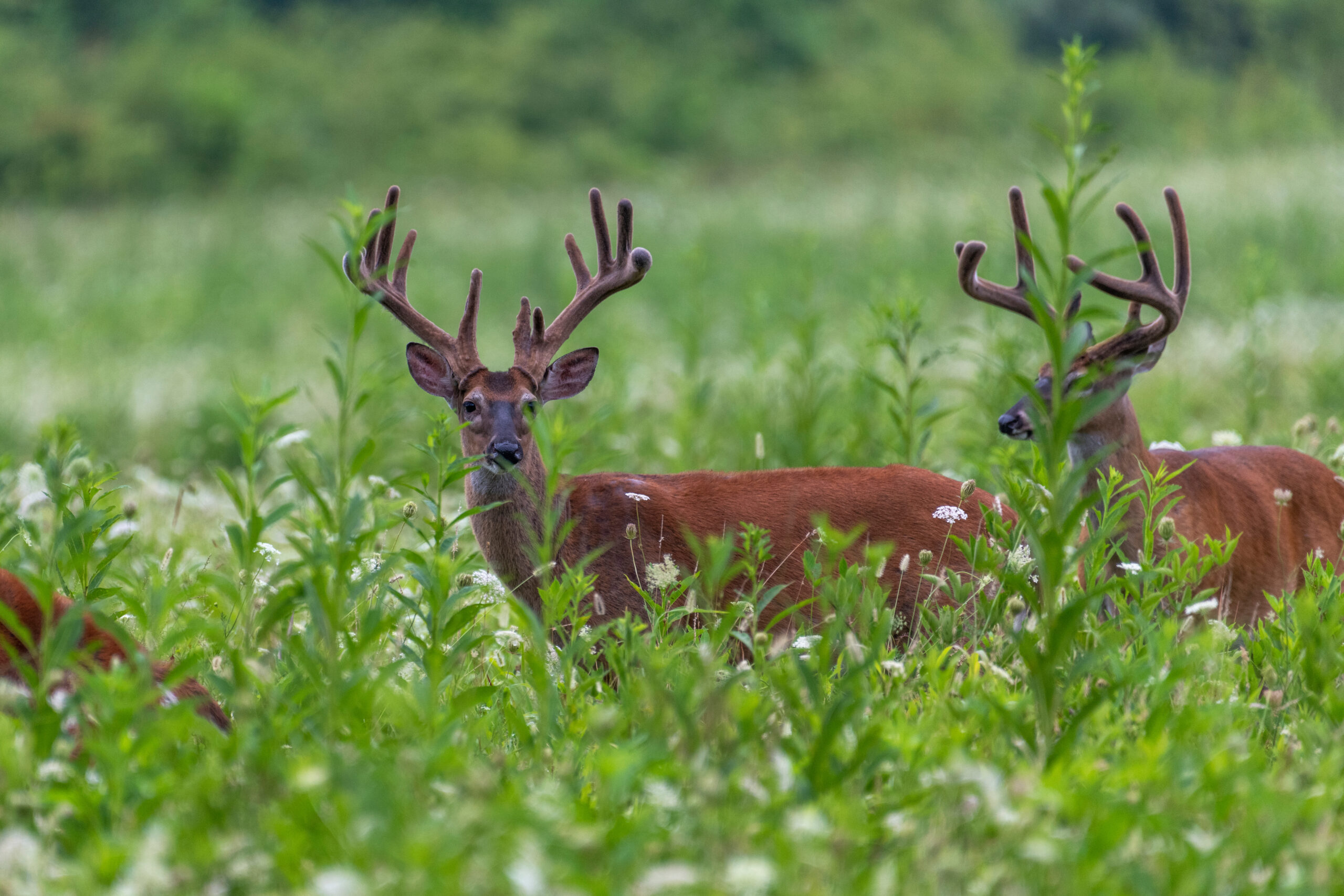 Maintaining a World-Class Hunting Property - Record Breaking Ranch