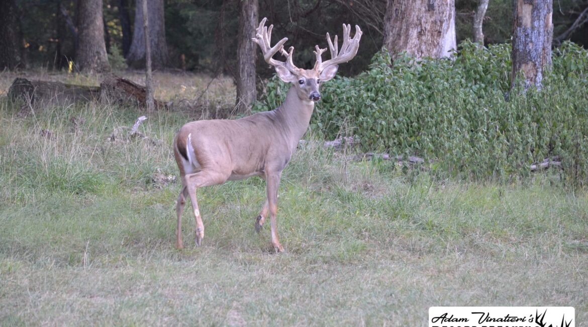 SCI Whitetail Records