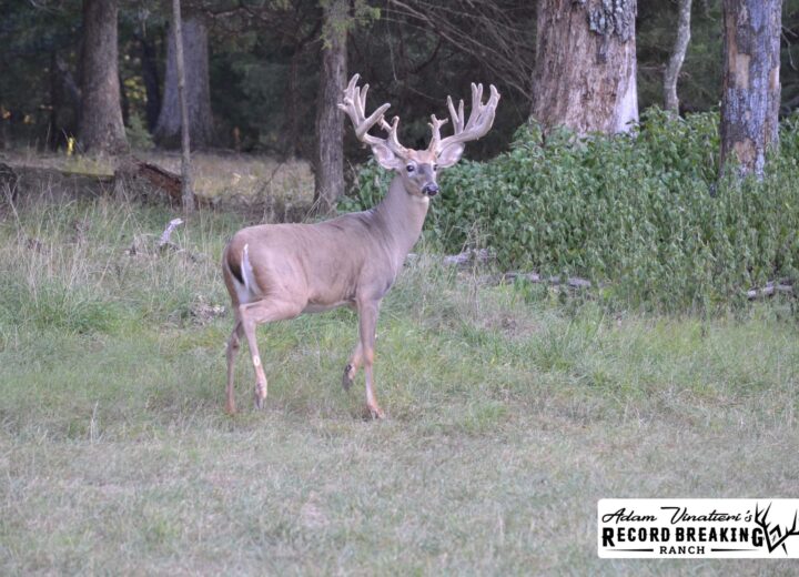 What causes a whitetail to be non-typical