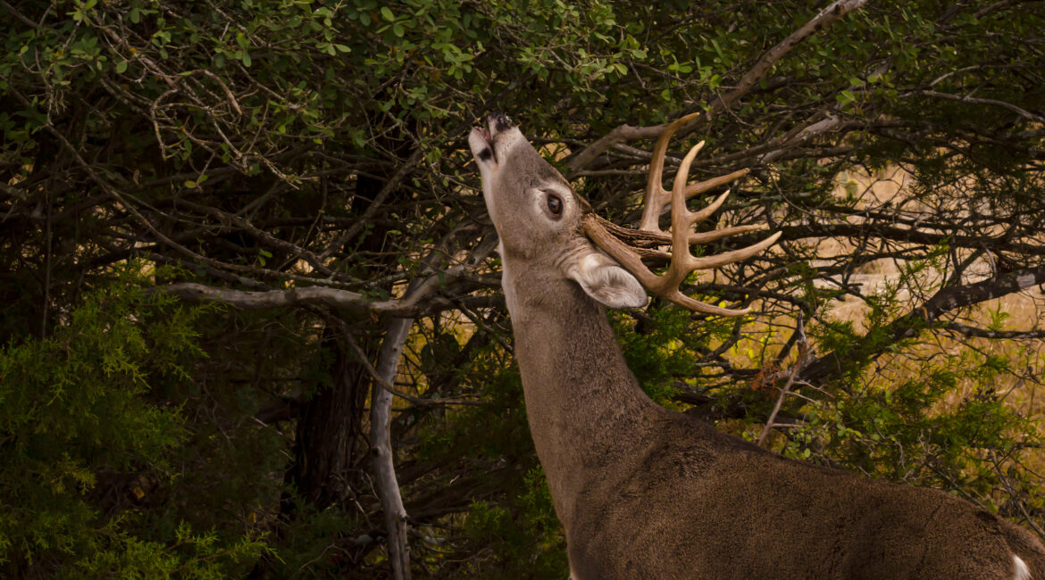 What do whitetail deer eat?