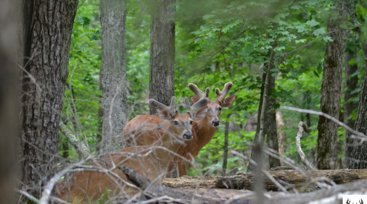 Antler Growth in Missouri Whitetail Deer
