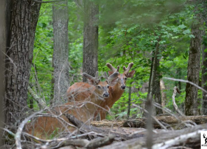 Antler Growth in Missouri Whitetail Deer