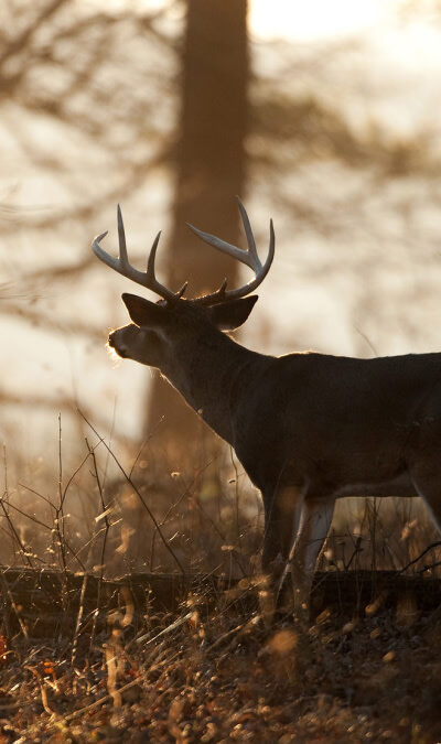 Early Morning Whitetail Deer Activity: A Hunter’s Prime Time