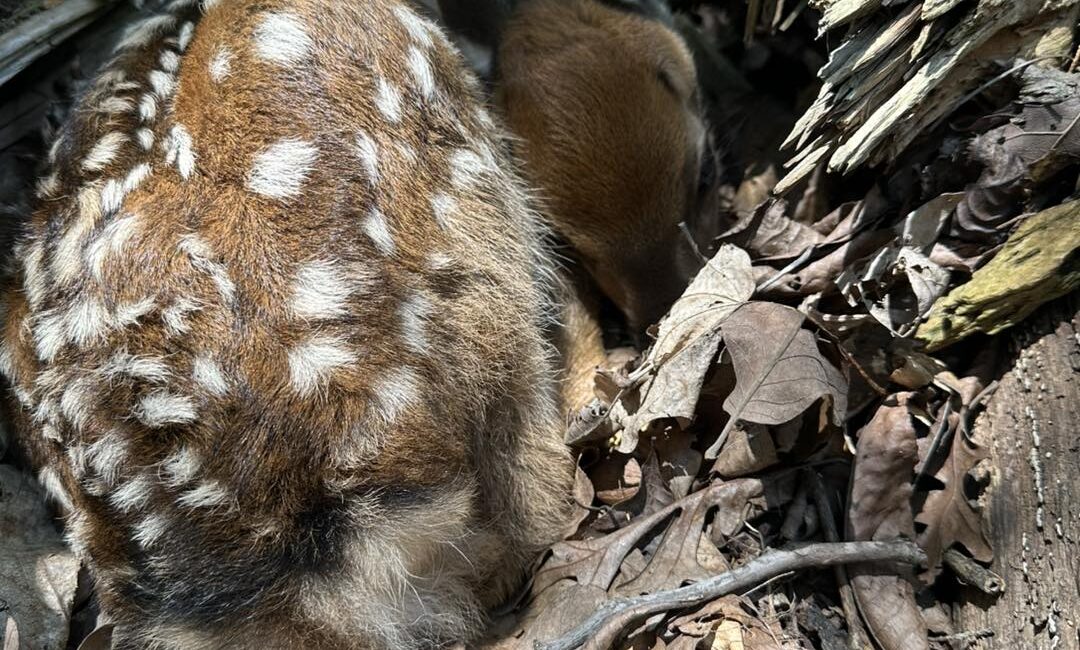 New Sika baby