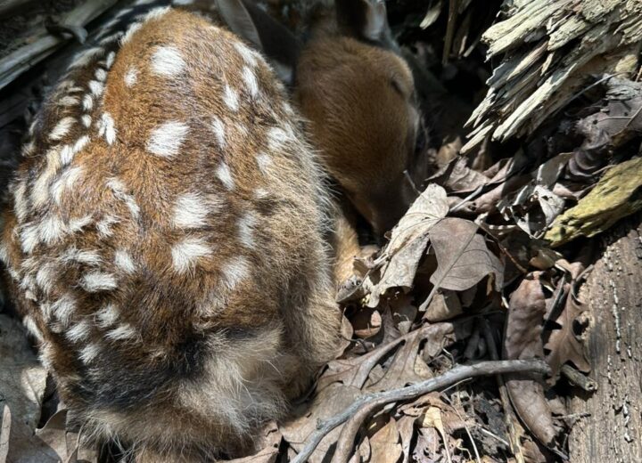New Sika baby