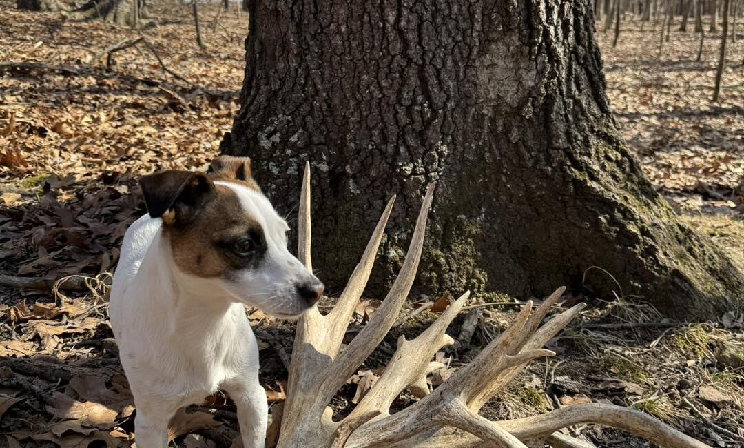 Shed Hunting Growing Popular
