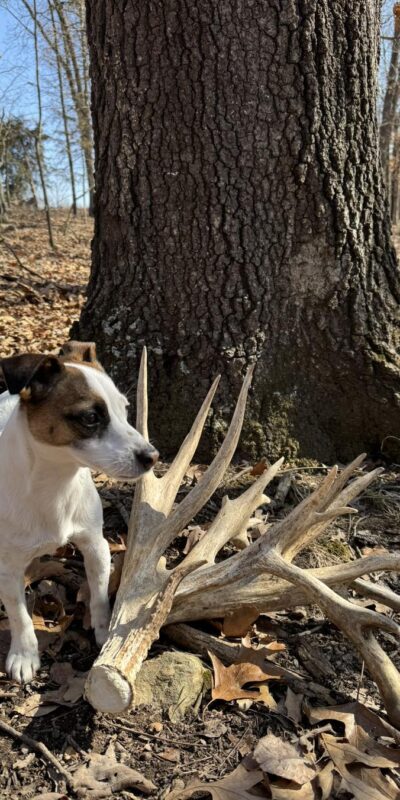 Shed Hunting Growing Popular