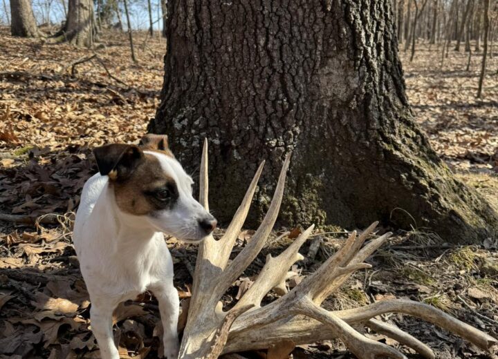 Shed Hunting Growing Popular